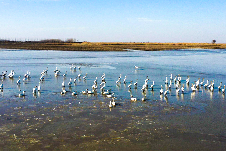 河湖相濟萬鳥齊翔 沉湖濕地加速建設(shè)“鳥類天堂”