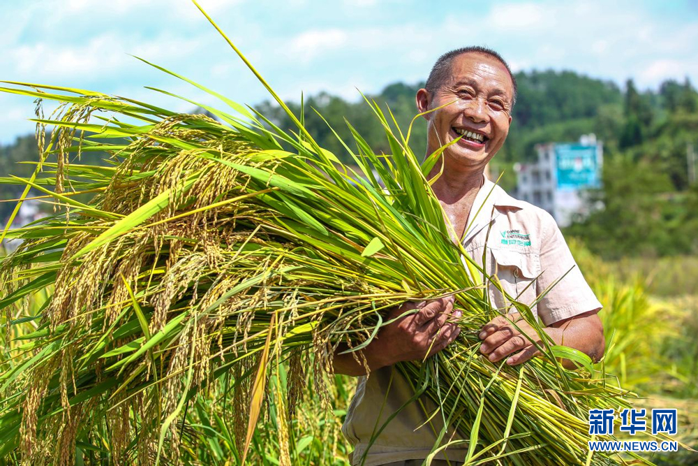 鄂西山區(qū)小山村收獲豐收的種子