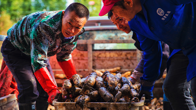 湖北洪湖：技術(shù)賦能讓農(nóng)民一年四季產(chǎn)藕創(chuàng)收