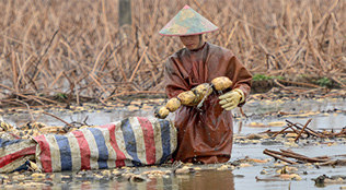 湖北應城：蓮藕采摘忙