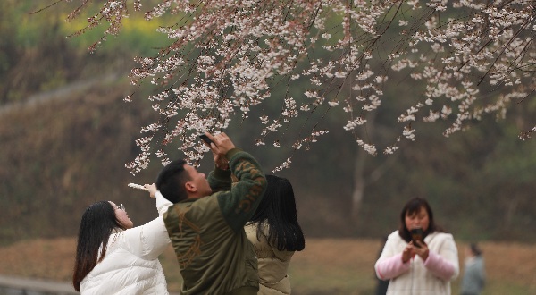 湖北來(lái)鳳：櫻桃花開(kāi)引客來(lái)