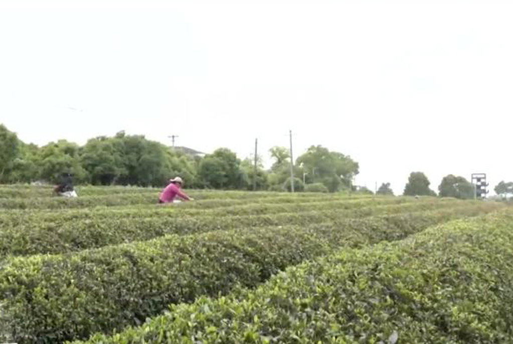 湖北陽(yáng)新：首屆制茶斗茶會(huì )茶味飄香