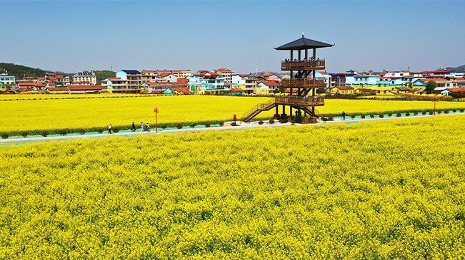 鄉(xiāng)村振興在行動(dòng)丨湖北咸寧：“賞花經(jīng)濟(jì)”打破“季節(jié)限定”