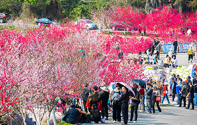 “花經(jīng)濟(jì)”助力荊楚農(nóng)民致富增收