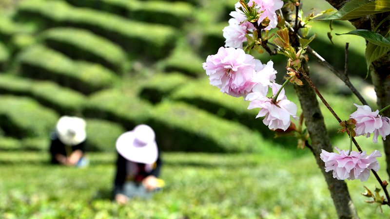 湖北保康：高山云霧出好茶 產(chǎn)業(yè)興旺村民富