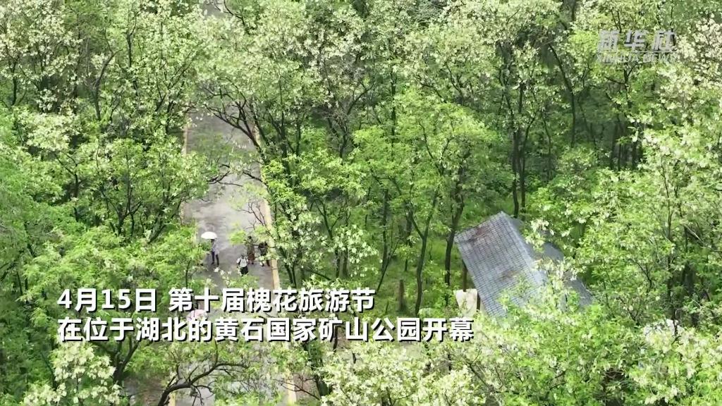 湖北黃石：昔日廢石山 今朝槐花海