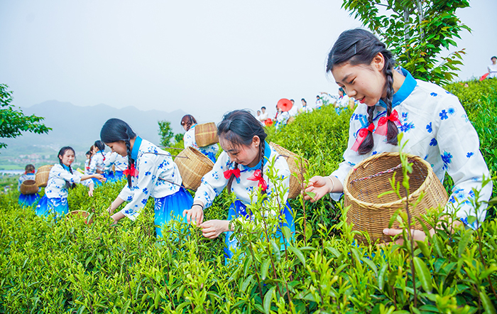 湖北大冶打造茶葉富民新產(chǎn)業(yè)