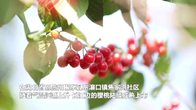 湖北巴東：峽江櫻桃紅