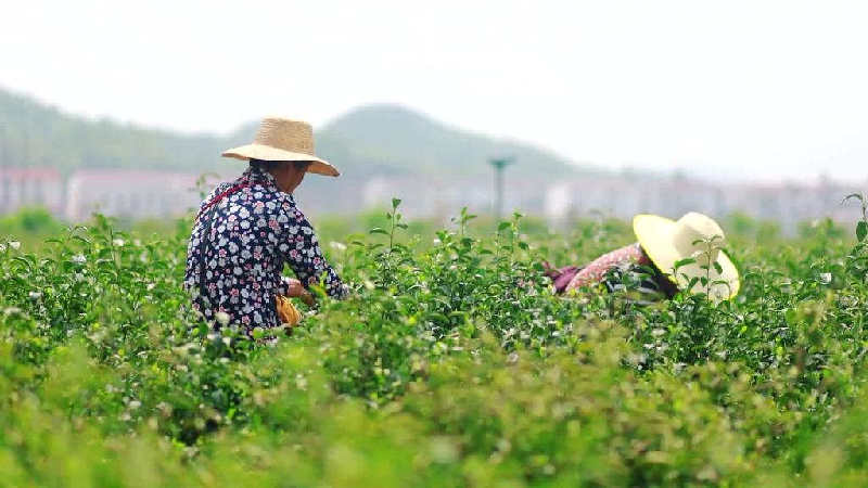 湖北英山：電氣化生產(chǎn)助茶產(chǎn)業(yè)“增金添綠”