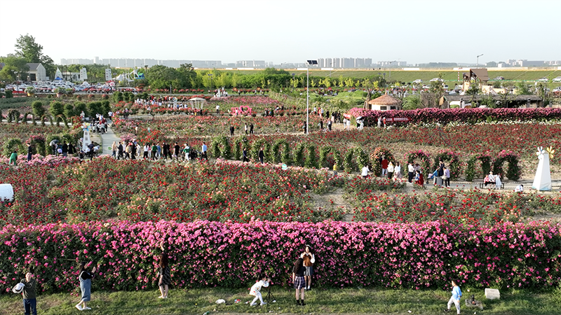 湖北老河口：月季花海迷人眼 芳香四溢醉人心